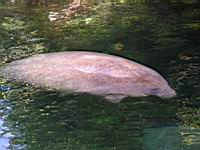 Dugong (01)